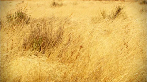 High Desert Grassland Stock Footage 33542855
