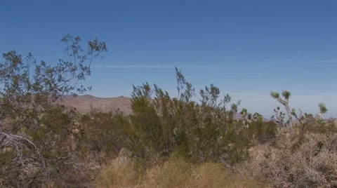 High Desert With Joshua Trees 8 Stock Footage 10607945