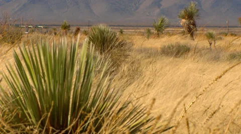High Desert  Landscape Cactus 動画素材 33543612