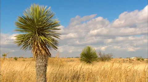 High Desert Landscape 動画素材 33543478