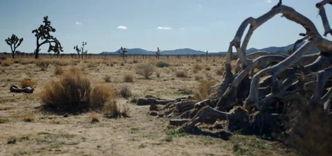High Desert Landscape Stock Footage 136273459