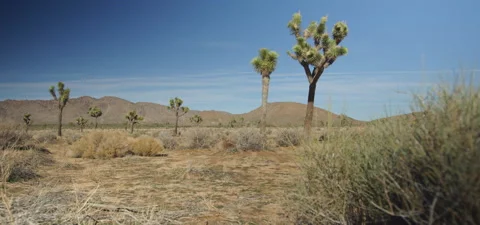 High Desert Landscape, Joshua Trees Stock Footage 136272753