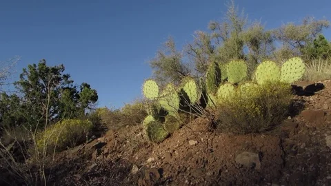 High desert landscape with Prickly Pear Cactus and wild plants in Arizona    스톡 동영상 80745800