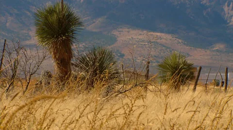 High Desert Large Cactus Vídeo Stock 33543535