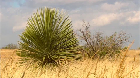 High Desert Lone Cactus Video stock 33543664