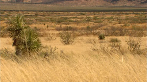 High Desert Mountain Range Cactus CU Vídeo Stock 33637808