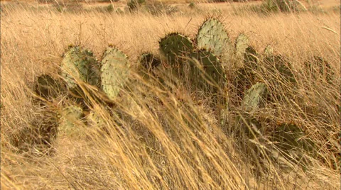 High Desert Mountain Range Tilt Up 스톡 동영상 33638049