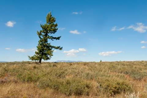High Desert Pine Stock Photos