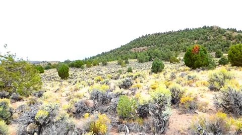 High Desert Sagebrush Video stock 41728316