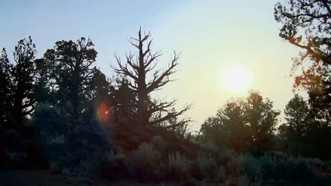High Desert Tree backlit on Smokey Day Stock Footage 83188419