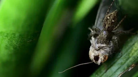 High detail macro scene of spider overpowering moth in natural setting 스톡 동영상 334584610