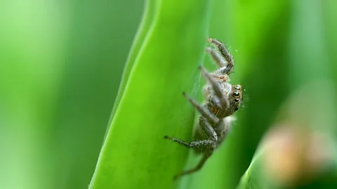 High detail macro scene of spider overpowering moth in natural setting 스톡 동영상 334584636
