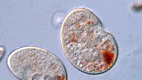 High Detail View of Rapidly Moving Ciliates in Water, 400x magnification Video stock 318946016
