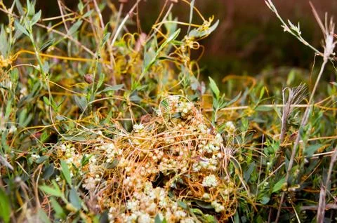 High dodder (Cuscuta campestris) Stock Photos