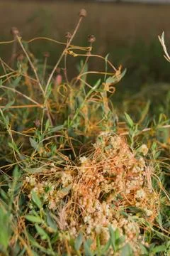High dodder (Cuscuta campestris) Stock Photos