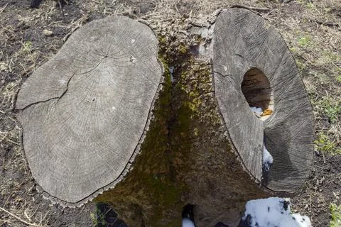 High double stump of old thick ash tree with hollow Stock Photos
