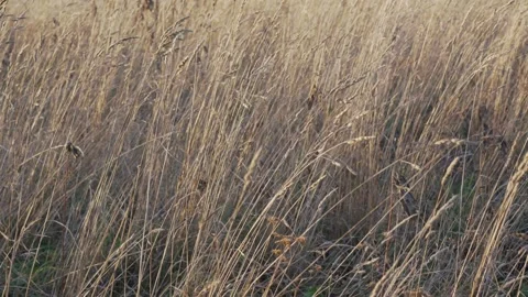 High dried grass growing on fallow agriculture field of farm land Stock Footage 147150626