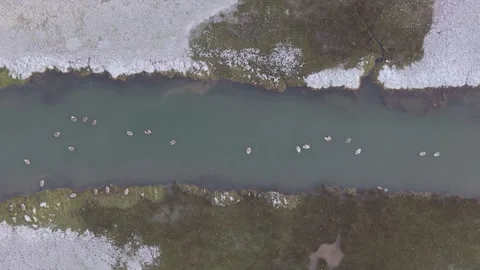 A High Up Drone Glides Over Marsh Estuary With Ducks Geese In Water Stock Footage 301092121