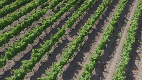 High drone perspective of long curving vineyard rows with deep shadows on sandy Stock Footage 337989168