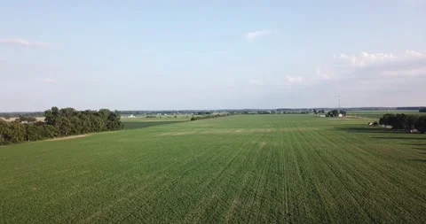 High Drone shot of Bean field Stock Footage 245711448