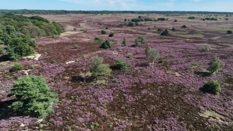High drone view over heather fields Video stock 345088257