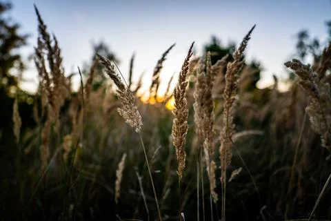 High dry field grasses waving against the setting yellow sun Stock-Fotos