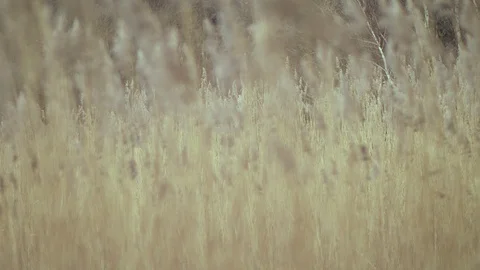 High dry grass against the sky Stock Footage 107556336
