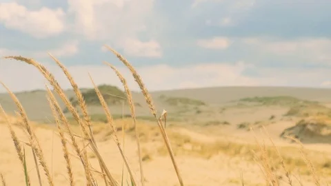 High Dry Grass in the Dunes Stock Footage 70309157