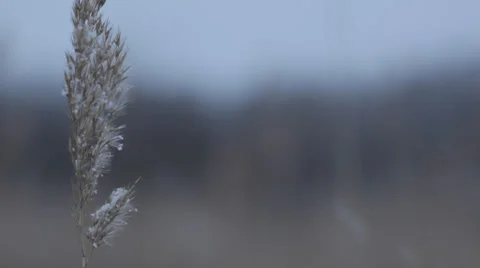 High dry grass under the snow walking. close-up Stock Footage 35884126