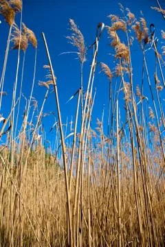 High dry reed Stock-Fotos
