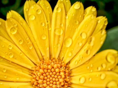 High dynamic range detail view of marigold with rains drops Foto stock