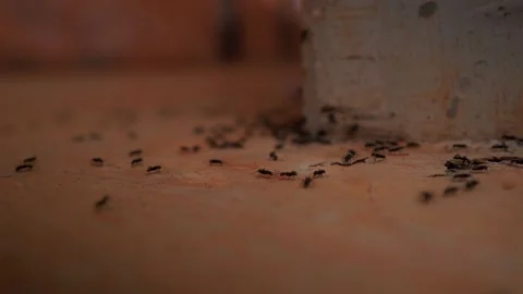 High-efficiency workforce of a sterile female ant colony performing Stock Footage 324883851
