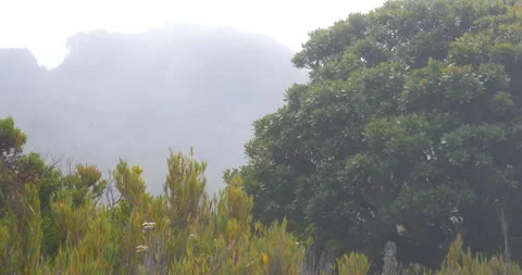 High Elevation Mountain Bush And Fauna With Cloud Mist Moving Pass Fast Stock Footage 137552723