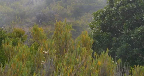 High Elevation Mountain Bush And Green Fauna And Cloud Mist Moving Pass Fast Stock-Footage 137553480