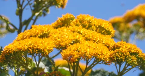 High Elevation Mountain Close Up Of Golden Yellow Plant And A Bee Arrives Stock-Footage 137557717