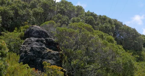 High Elevation Mountain Colored Fauna And Large Volcanic Rock Against Blue Skies Stock Footage 137554932