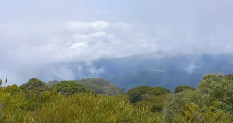 High Elevation Mountain Vista And Bush Fauna Above Rainforest Cloudy Valleys Stock Footage 137551776