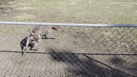 High-energy English Pointer sprints in frantic circles behind a wire garden Stock Footage 332394618