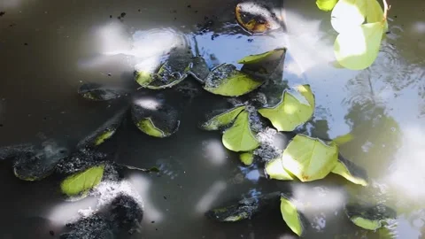 High eutrophication in the winter Stock Footage 140787463