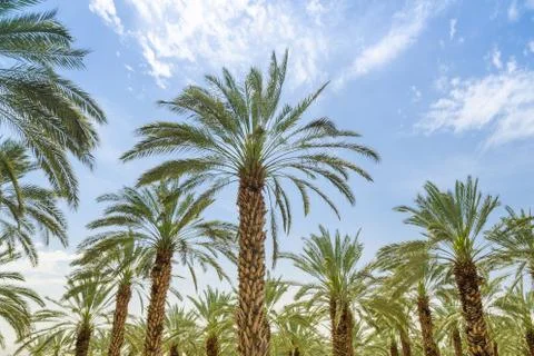 High figs date palm trees in middle east orchard Stock-Fotos