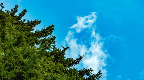 High fir tree on a background of blue sky. Stock Footage 64984766