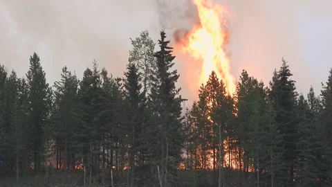 High fire flames rising above the pine t... | Stock Video | Pond5