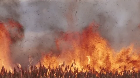 High Fire Stock Footage 86638670