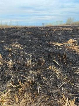 High fire hazard. Fields burn, dry grass near the city. burnt black grass Fotos Stock