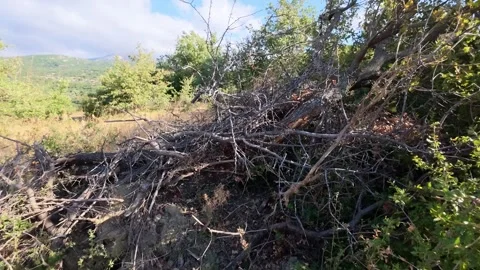 High fire risk from stacked dry branches beside dense woodland Vídeo Stock 321533358