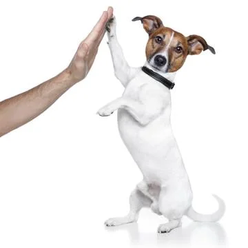High five dog Stock Photos