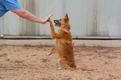 High five with dog Stock Photos