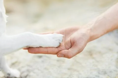 High five paw Foto stock