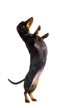 High five pushing dog 库存照片