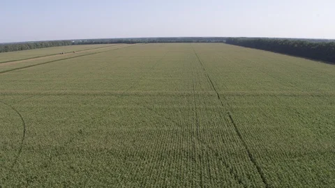 High flight above corn field 3 Video stock 123776844
